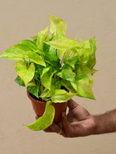 Load image into Gallery viewer, Neon pothos variegated (Bushy)
