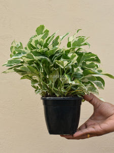 Njoy pothos (Bushy)