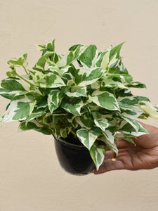 Njoy pothos (Bushy)