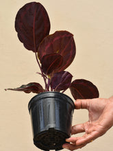 Load image into Gallery viewer, Calathea roseopicta dottie (Bushy)