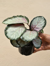 Load image into Gallery viewer, Calathea roseopicta &#39;ROSY&#39;
