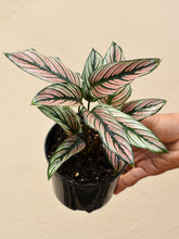 Load image into Gallery viewer, Calathea majestica &#39;WHITE STAR&#39;