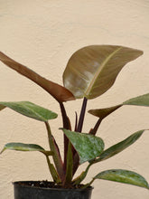 Load image into Gallery viewer, Philodendron black cardinal