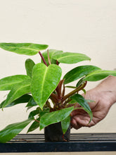 Load image into Gallery viewer, Philodendron Red Emerald