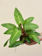 Load image into Gallery viewer, Philodendron Red Emerald