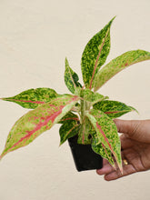 Load image into Gallery viewer, Aglaonema NIGHT SPARKLE