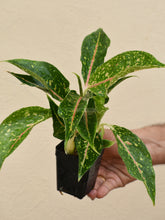 Load image into Gallery viewer, Aglaonema SPARKLING SARAH