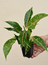 Load image into Gallery viewer, Aglaonema SPARKLING SARAH