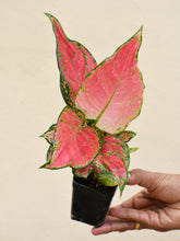 Load image into Gallery viewer, Aglaonema red Anjamani