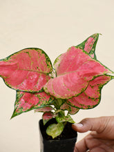 Load image into Gallery viewer, Aglaonema red Anjamani
