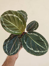 Load image into Gallery viewer, Calathea roseopicta &#39;MEDALLION&#39;