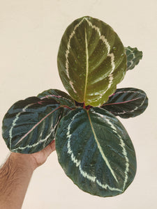 Calathea roseopicta 'MEDALLION'