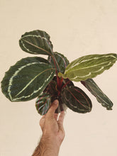 Load image into Gallery viewer, Calathea roseopicta &#39;MEDALLION&#39;