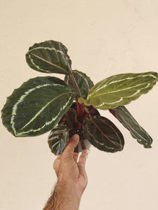 Calathea roseopicta 'MEDALLION'