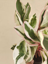Load image into Gallery viewer, Peperomia Ginny