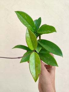 Hoya pubicalyx small (3" pot)