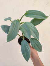 Load image into Gallery viewer, Philodendron hastatum
