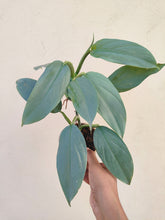 Load image into Gallery viewer, Philodendron hastatum