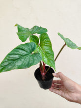 Load image into Gallery viewer, Philodendron mamei