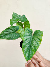 Load image into Gallery viewer, Philodendron mamei