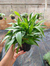 Load image into Gallery viewer, Philodendron little phil