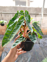 Load image into Gallery viewer, Philodendron billeate