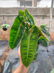 Philodendron billeate