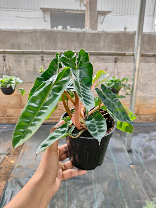 Philodendron billeate