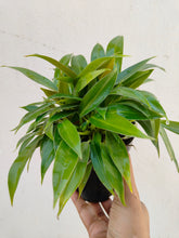 Load image into Gallery viewer, Philodendron little phil