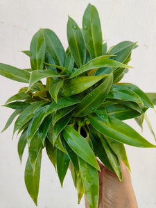 Philodendron little phil