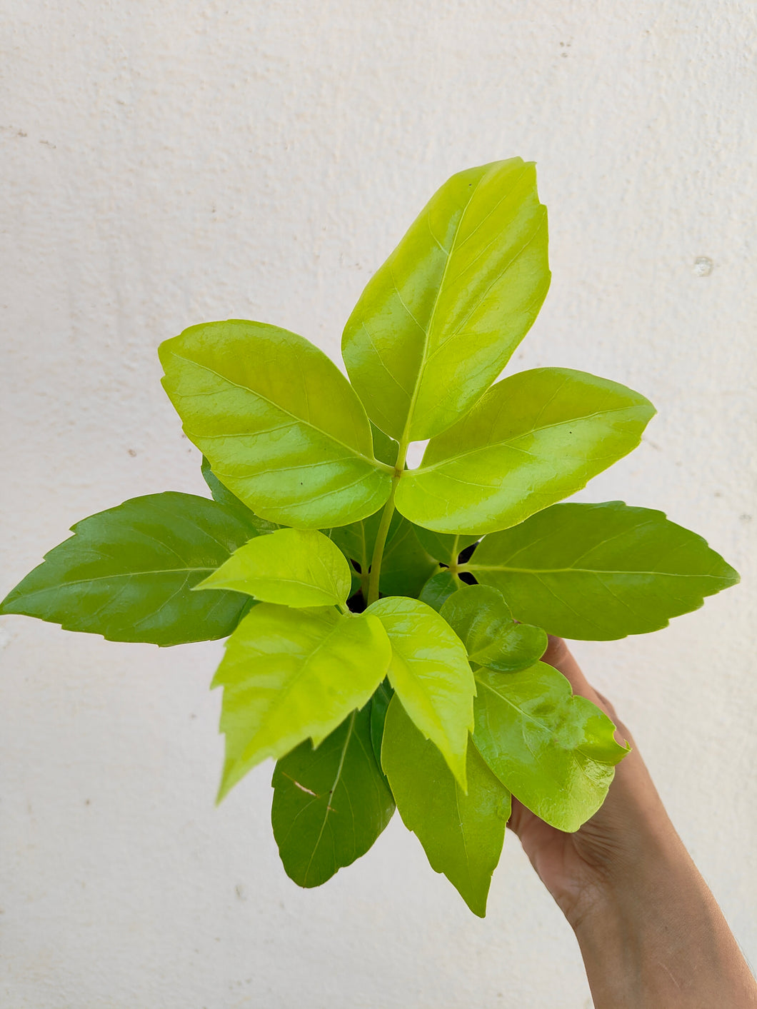 Schefflera actinophylla golden plant