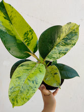 Load image into Gallery viewer, Ficus elastica shivereana
