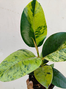 Ficus elastica shivereana