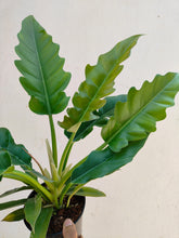 Load image into Gallery viewer, Philodendron Narrow Escape (Crocodile tail plant)