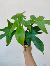 Load image into Gallery viewer, Philodendron Florida
