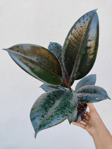 Ficus elastica burgandy