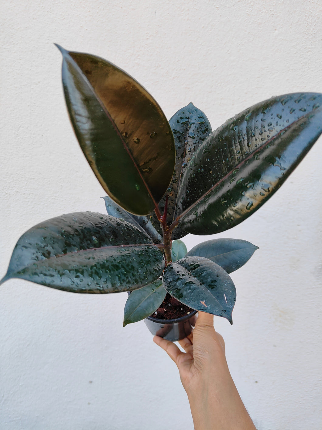 Ficus elastica burgandy