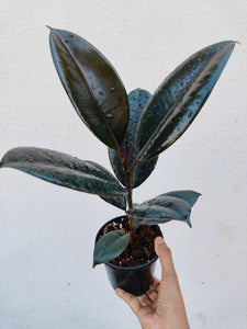 Ficus elastica burgandy