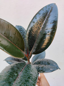 Ficus elastica burgandy