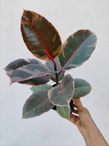 Ficus elastica Ruby