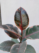 Load image into Gallery viewer, Ficus elastica Ruby
