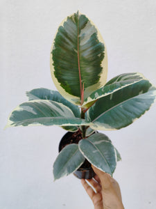 Ficus elastica tineke