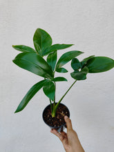 Load image into Gallery viewer, Philodendron Goeldii