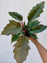 Load image into Gallery viewer, Philodendron Choco empress