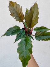 Load image into Gallery viewer, Philodendron Choco empress