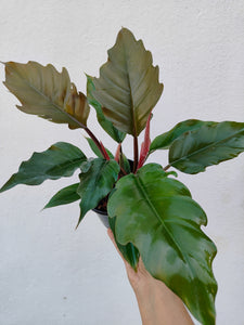 Philodendron Choco empress
