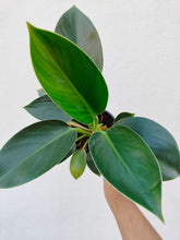Load image into Gallery viewer, Philodendron Congo apple