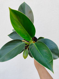 Philodendron Congo apple