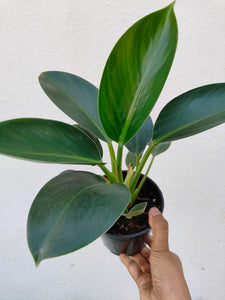 Philodendron Congo apple