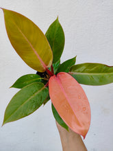 Load image into Gallery viewer, Philodendron orange splendor